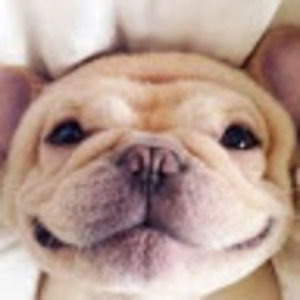 Meet your Posher, Phoebe